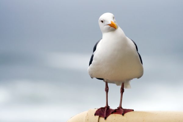 Welcher Marketing-Typ bist Du? Marketing und Werbung für Ihre Praxis